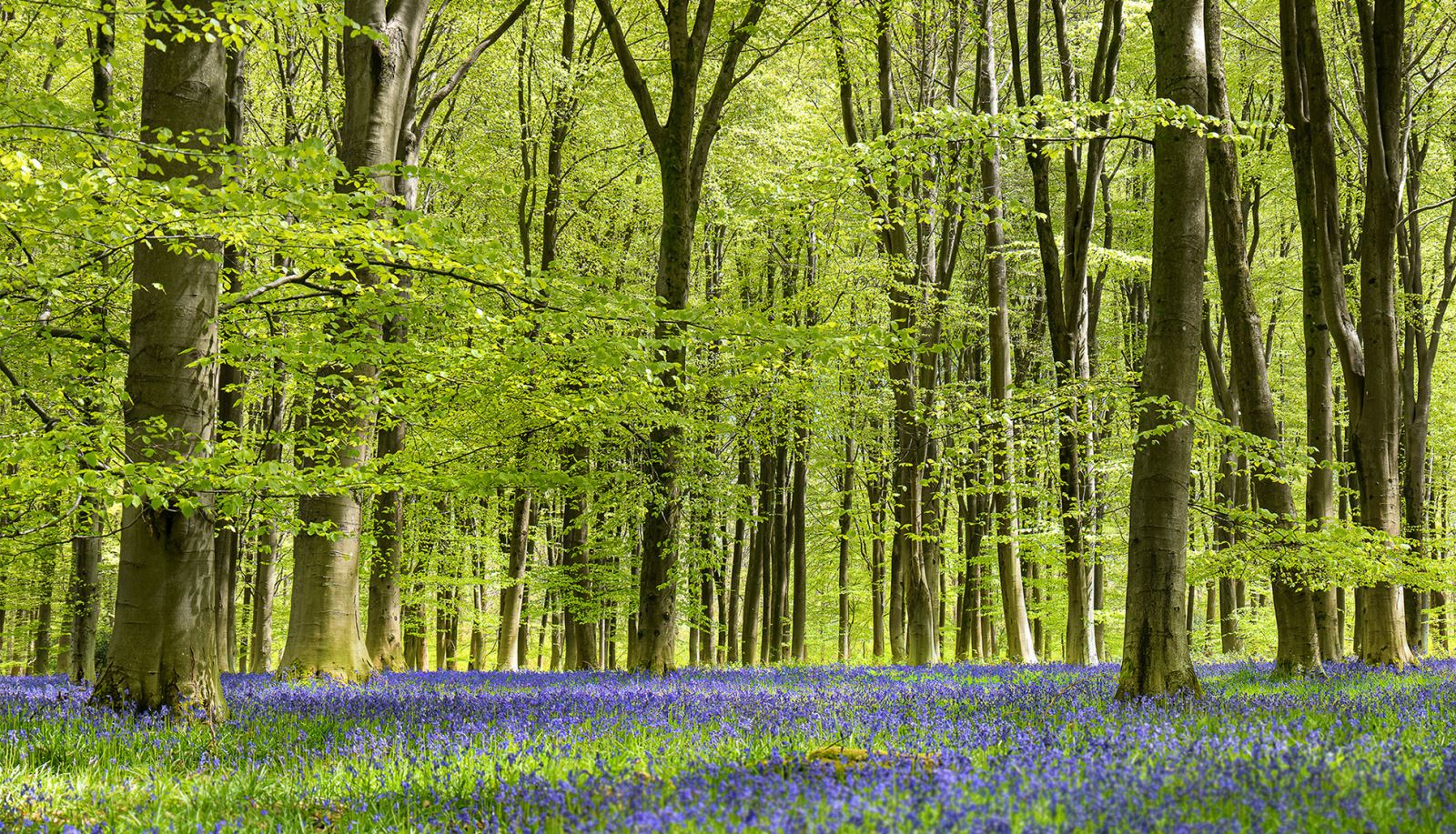 Bluebell woods in Springtime